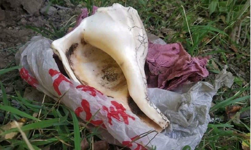 Highly valuable conch of Chandannath detected after four years